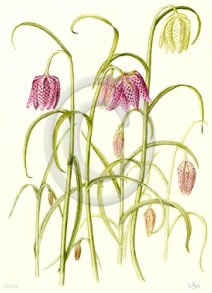 Fritillaria meleagris